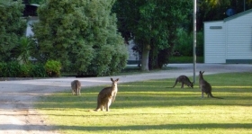 Murraybank Caravan Park Mathoura - local kangaroos